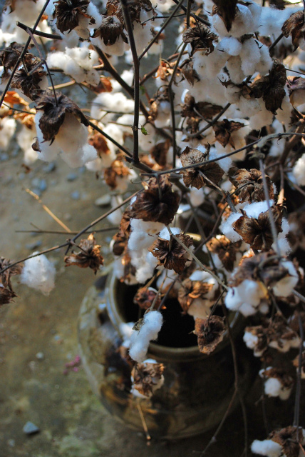 COTTON1.jpg