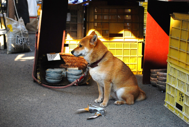SHIBA1.jpg