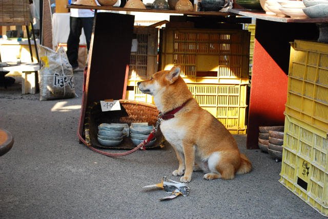 SHIBA3.jpg