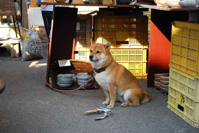SHIBA4.jpg