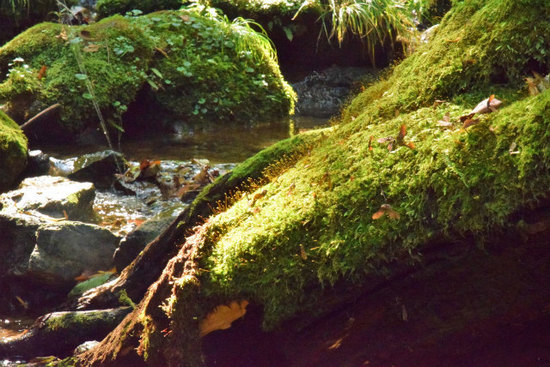 DSC_0318.jpg