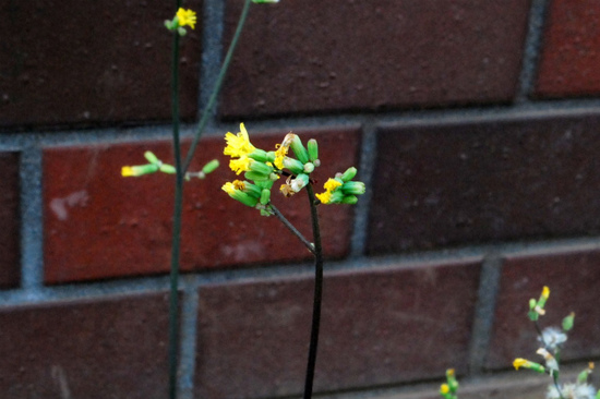 DSC_0644.jpg