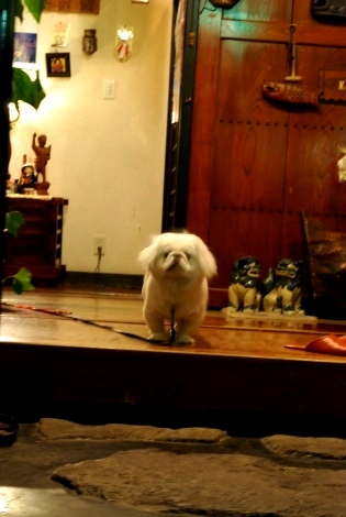 inu2.jpg