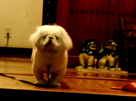inu3.jpg