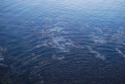 sDSC_0049.jpg