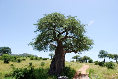 sDSC_0081.jpg