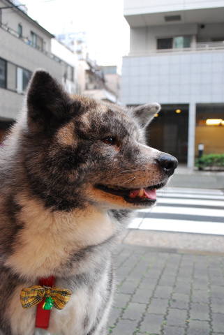 sDSC_0423.jpg
