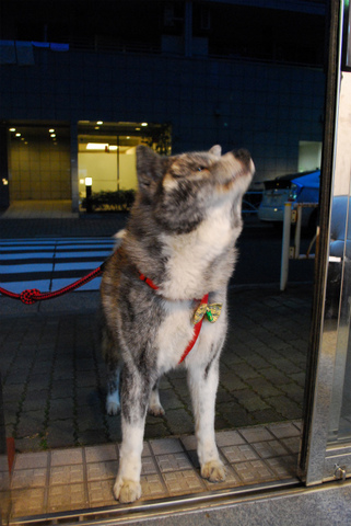 sDSC_0610.jpg