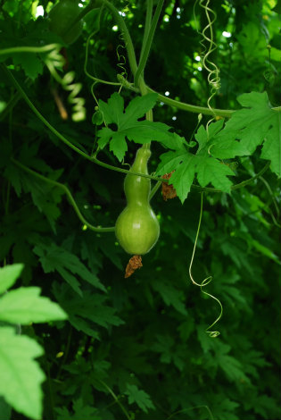sDSC_1586.jpg